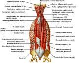 Anatomie: buikwand,rug,rugspier,buikspier,musculus obliquus,musculus transversus,musculus rectus,Poupart,ligamentum inguinalis,lattisimus dorsi,a. epigastrica,serratus anterior,trapezius,gluteus,teres major,teres minor,rhomboideus,supraspinatus,infraspinatus,levetor scapulae